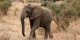 Tanzanie - 2010-09 - 321 - Tarangire - Elephant